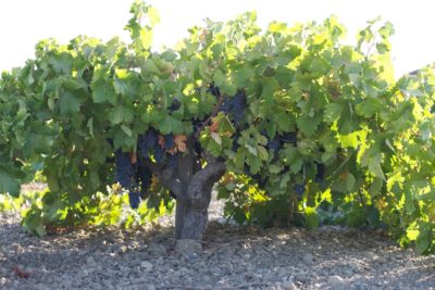 Photo courtesy of Ridge Vineyards A head trained “old vine” Zinfandel in Paso Robles, CA