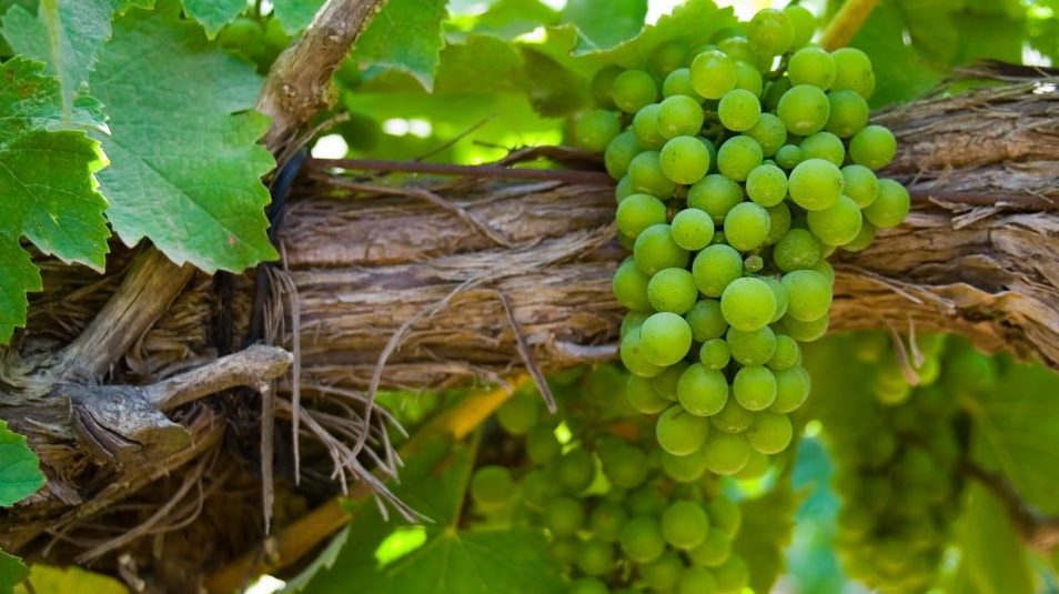 https://www.cellartours.com/blog/info/all-about-chenin-blanc