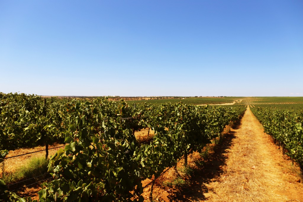 Esporao vineyard, Portugal