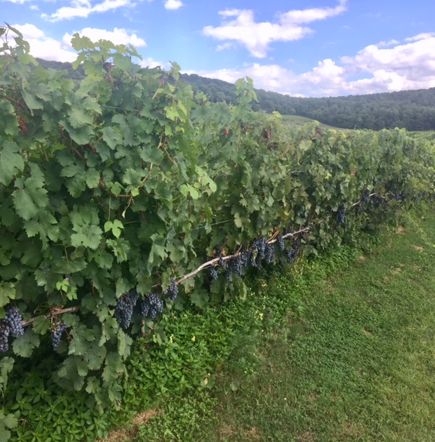 Vineyard with ripe purple grapes