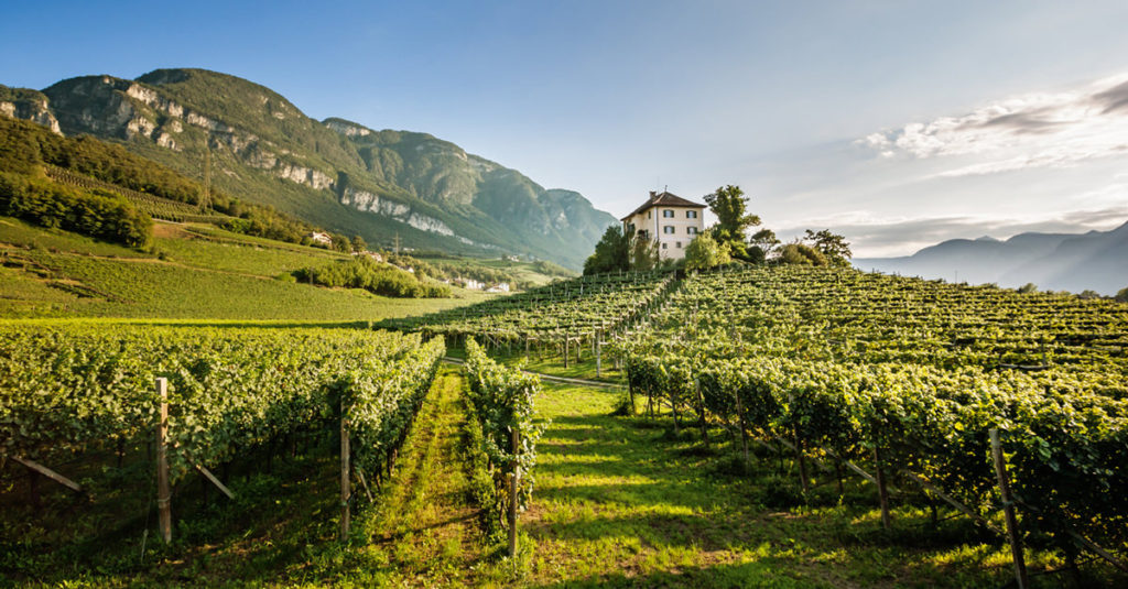 Alto Adge wine region of Italy