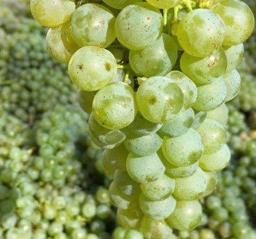 Sauvignon Blanc grapes