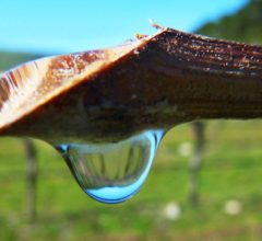 A grapevine is weeping from a pruned end of a vine.