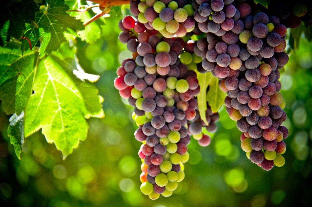 grape clusters on a vine, showing veraison, the maturing of grapes